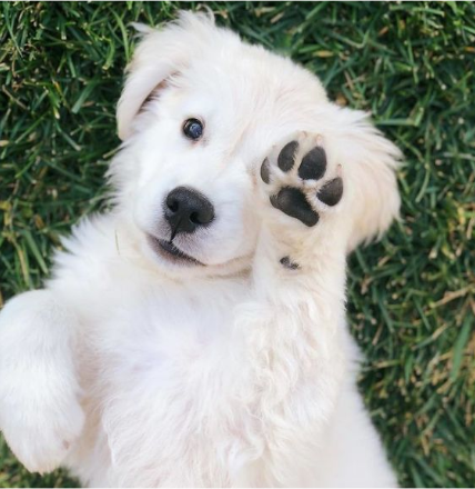 cane bianco con zampa alzata