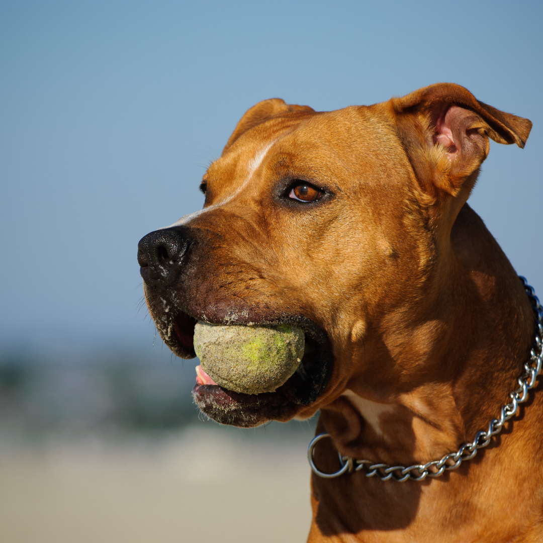 Giocare con la palla