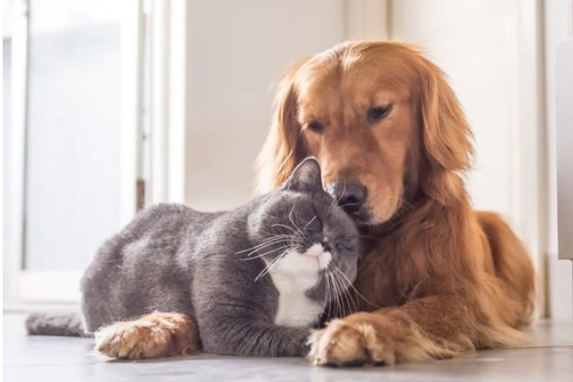 un cane e un gatto insieme