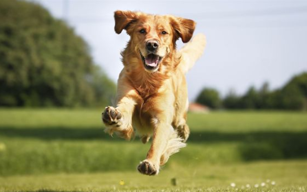 Cane golden retriever che corre