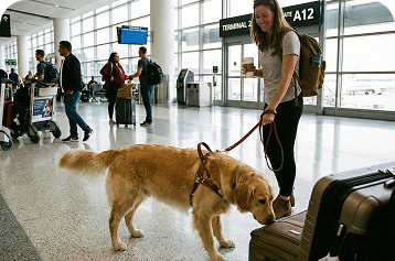 cane in aeroporto