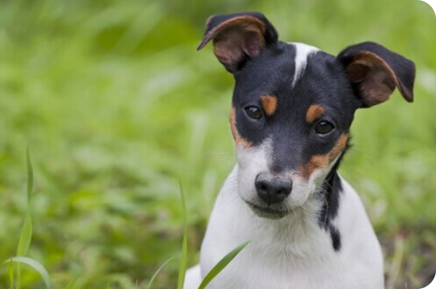 dog_little_black_head