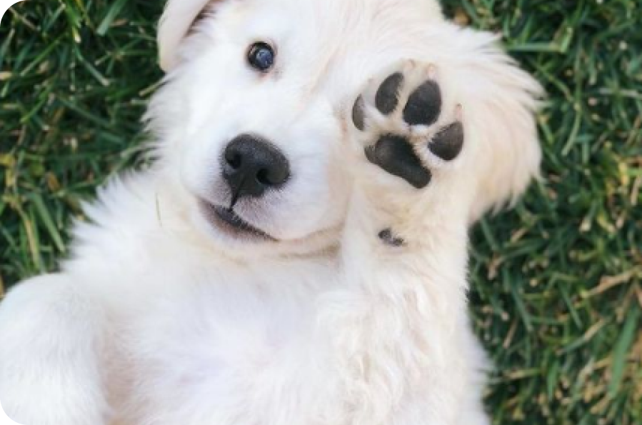 dog_white_paw