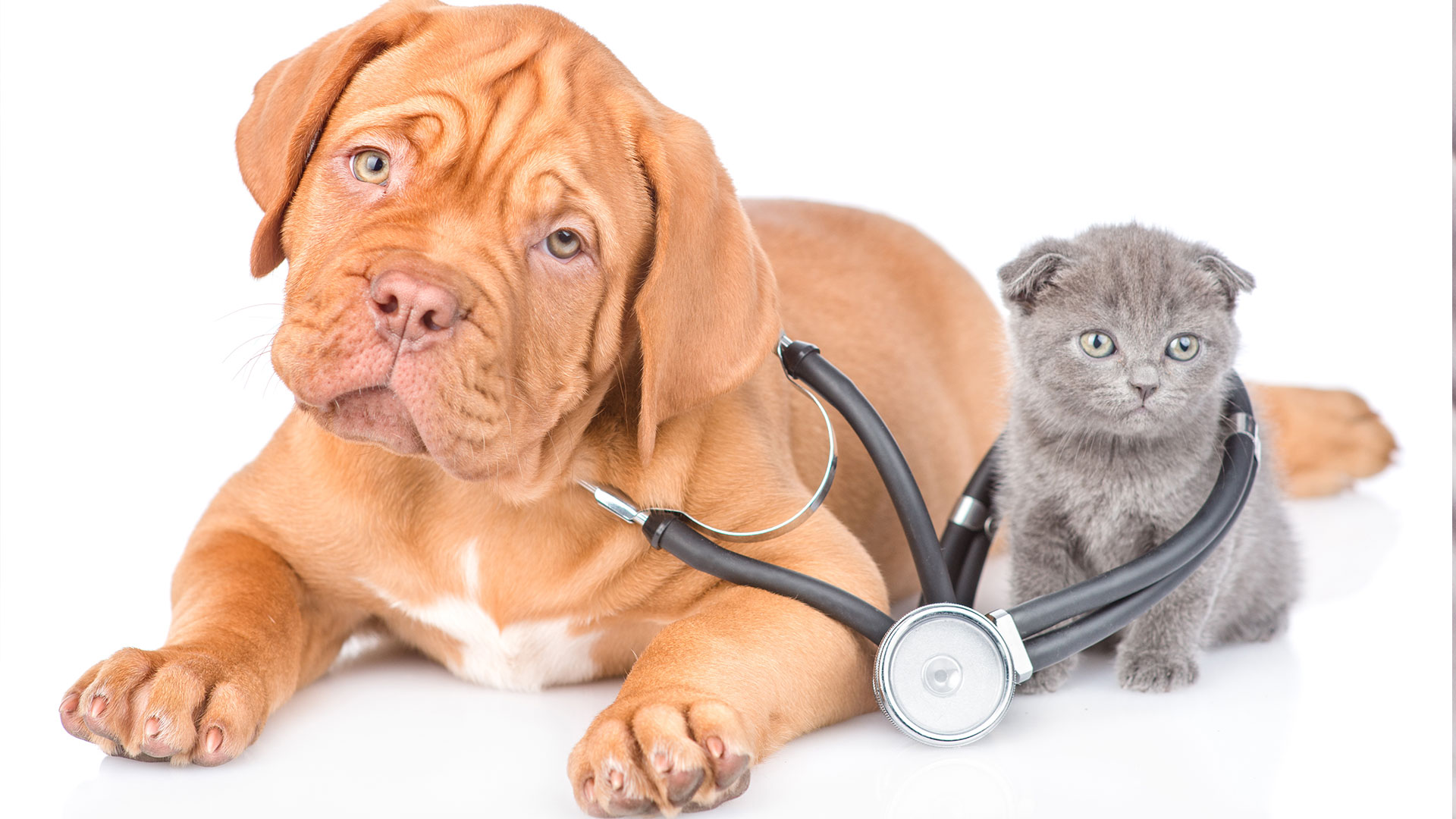 Cane e gatto simpatici