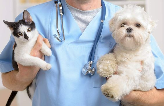 Veterinario con due cagnolini